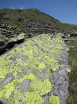 SX28666 Coloured lichen on rock.jpg